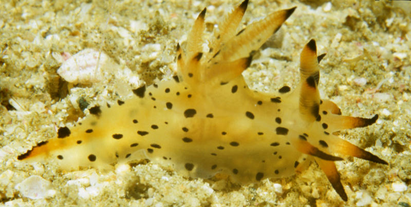 Polycera abei